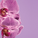 radiant orchid 2014