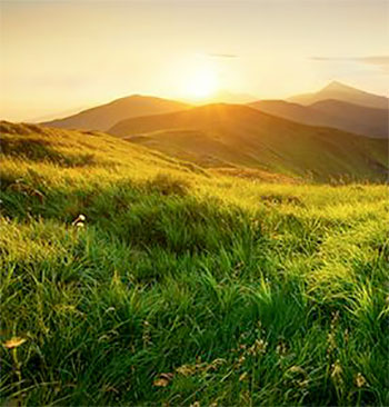 picture of a grassy meadow